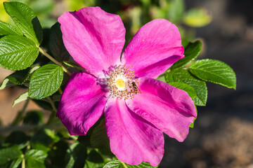 Fototapety na wymiar - Fototapeta24.pl