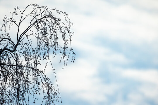 Leafless birch tree branches arch across a bright blue sky, creating a stark silhouette - Powered by Adobe