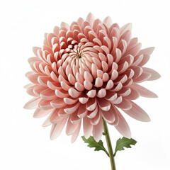 Beautiful pink dahlia flower with vibrant petals isolated on a white background, captured in a macro closeup showing the natural beauty of this summer garden flora in full bloom