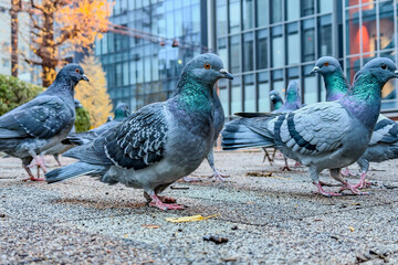 pigeons on the street_4