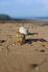 A closeup of a beautiful and interesting crab seashell on the beach at Koh Russey Cambodia at sunset