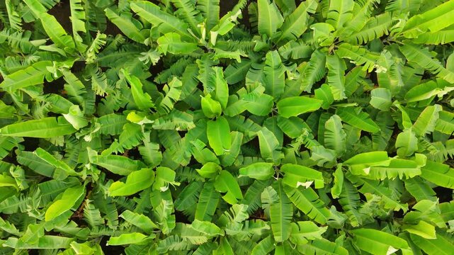 Aerial view of lush green banana plantation with healthy leaves forming natural patterns. Tropical agriculture scene showcasing sustainable farming, fresh growth, rural landscape, and vibrant foliage.