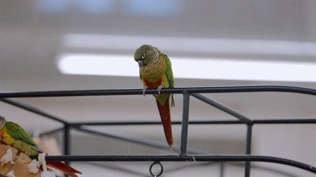 A maroon-bellied parakeet perches silently on a metal stand inside an enclosed, artificially lit space, appearing inactive and withdrawn, highlighting captivity conditions and welfare concerns.