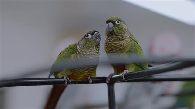A pair of maroon-bellied parakeets feed each other while perching inside a bird cafe, highlighting animal behavior alongside ongoing concerns about animal welfare and captive wildlife ethics.