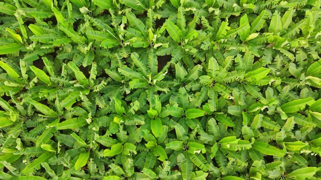 Aerial shot of lush green banana plantation with healthy leaves forming natural patterns. Tropical agriculture scene showcasing sustainable farming, fresh growth, rural landscape, and vibrant foliage.