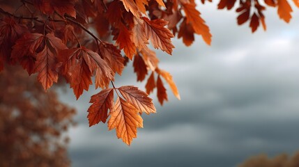Close up of vibrant orange autumn leaves hanging from a branch against a dramatic overcast sky