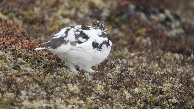 Male rock ptarmigan feeds on alpine vegetation during seasonal plumage change in high mountains