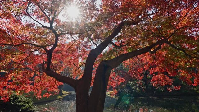 A cinematic shot of a brilliant sunstar glowing through the branches of a vibrant red Japanese maple tree, with soft lens flares dancing over a peaceful garden pond in the background.