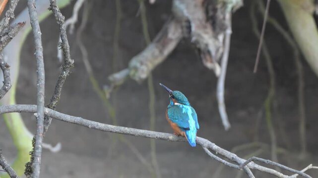 Common kingfisher closeup perched by riverbank before slow motion flight into nest
