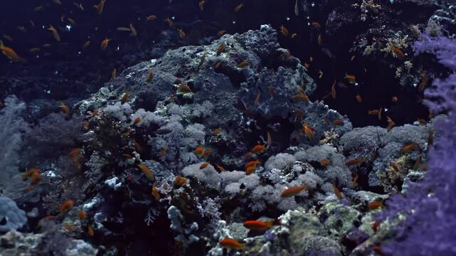 The sheer abundance of life at Yolanda Reef, where a massive, shimmering cloud of thousands of orange and gold Lyretail Anthias (Pseudanthias squamipinnis) swarms vertical reef wall.