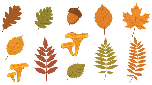 Comprehensive set of autumn elements including various fallen leaves an acorn and yellow chanterelle mushrooms for fall season projects.