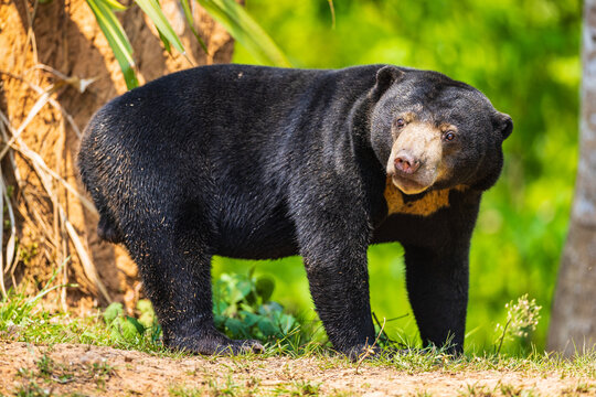 Sun Bear in the forest of Thailand.