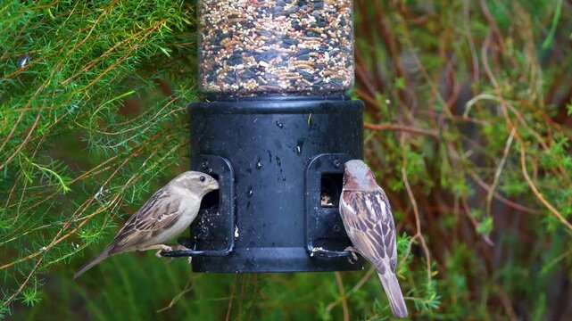 A House Sparrow feeds at a Southern California Bird Feeder.