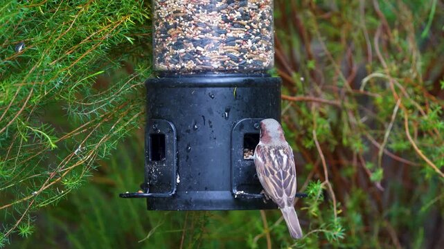 A House Sparrow feeds from a Southern California bird feeder.