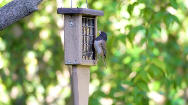 A Dark Eyed Junco feeds from a Southern California bird feeder.