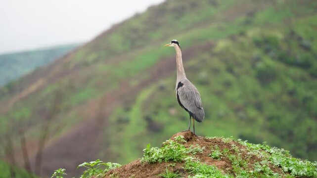 A Great Blue Herron stands tall in Castaic, California.