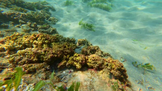 Mexican Hogfish on algae covered reef in Tenacatita Jalisco Mexico