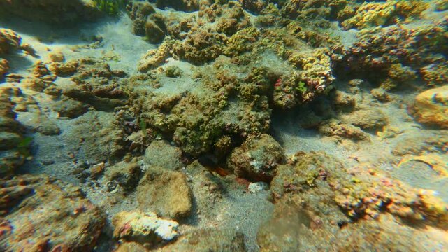 Mexican Hogfish swimming over coral reef in Tenacatita Jalisco Mexico