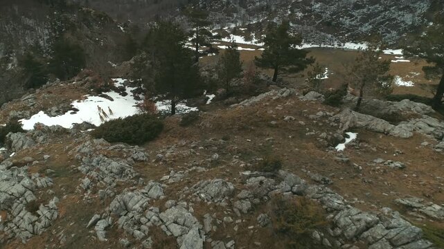 Spectacular low aerial shot tracking a pack of Roe Deer running through the snow and trees in the Larra-Belagua mountains, Spain, during a cloudy winter morning.