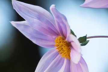 大胆で気品がある花　皇帝ダリア