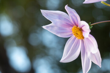 大胆で気品がある花　皇帝ダリア