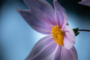 大胆で気品がある花　皇帝ダリア