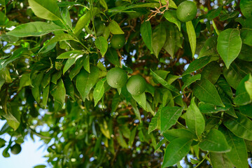Obraz premium Green limes grow on branch with leaves. Green lemons are citrus fruits on branch against natural backdrop. Fresh, unripe citrus fruits in their natural environment. Organic farming concept.