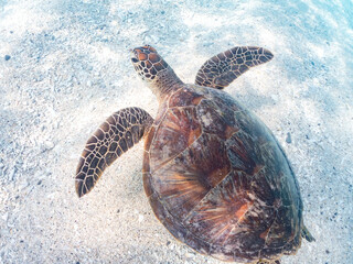 Obraz premium アオウミガメ, ウミガメ科, Green Turtle, Green Sea Turtle, Chelonia mydas, 美しいサンゴ礁と熱帯魚の群れ。 安室島沖縄県 島尻郡慶良間諸島座間味島-2025 沖縄本島から40km西方の諸島。30以上の島嶼群全体が国立公園に指定。珊瑚礁の青い海と白い砂浜は世界屈指の美しさ。貴重な動植物が多数生息。 