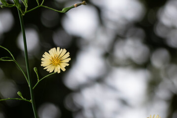 公園に咲くアキノノゲシ　一輪