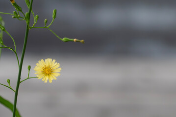 公園に咲くアキノノゲシ　一輪