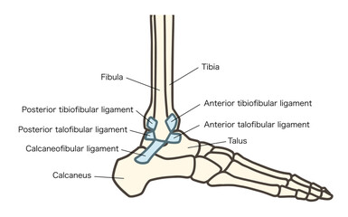 足の外側の骨、足関節と靱帯（前距腓靱帯、踵腓靱帯、後距腓靱帯）