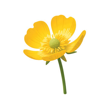 Bright yellow buttercup flower on a green stem, a simple and clean cut-out with transparency for nature and meadow-themed graphic designs.