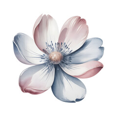 Obraz premium Soft watercolor style flower with pink and blue pastel petals, featuring transparency and PNG with alpha channel for delicate artistic compositions.