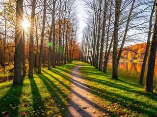 A serene forest path bathed in warm sunlight during autumn