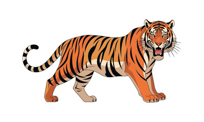 Fototapeta premium Tiger vector illustration of powerful predator animal on white background
