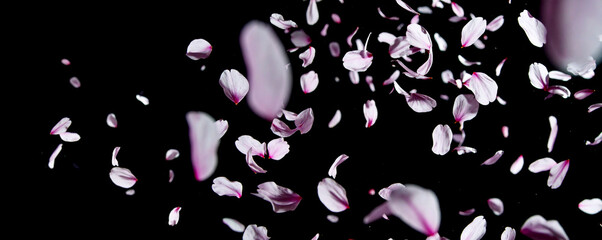 桜 花びら 春 吹雪 背景画像 合成用　Generative AI