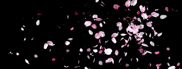 Cherry Blossom Petals Falling in Sakura Fubuki Style - Generative AI