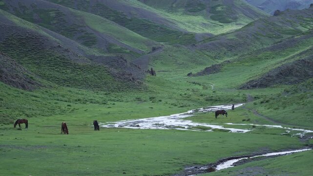 Horses Grazing in Green Mongolian Valley with Winding Stream and Mountains