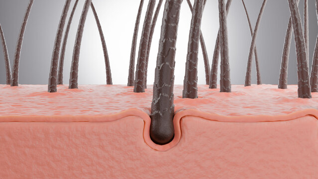 3D scalp cross-section showing hair follicle embedded in skin, explaining hair growth and scalp health