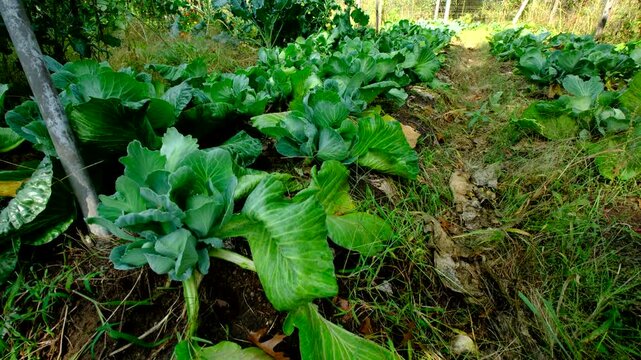 Rising camera up revealing garden beds full of regrown white cabbages forming multiple small heads after have been harvested in summer. These will be used as fresh feed for chickens.