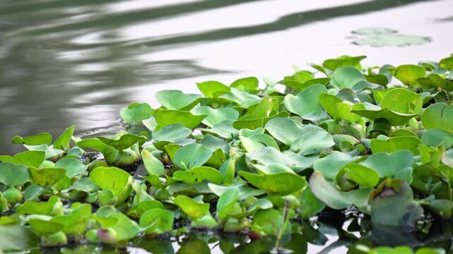 Small Water Hyacinth Floating on Calm Lake Surface. Close-Up of Water Hyacinth.