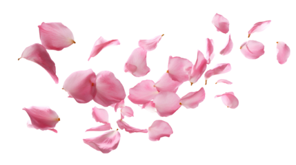 Pink rose petals floating gently through air on black background