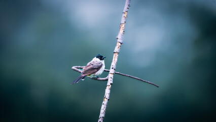 Sooty-headed bulbul (Pycnonotus aurigaster, Golden vented Bulbul, White eared Bulbul, Yellow vented, Red vented, Black capped). It is found in south-eastern Asia.
