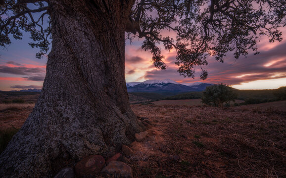 Atardecer en Moncayo con carrasca en primer plano