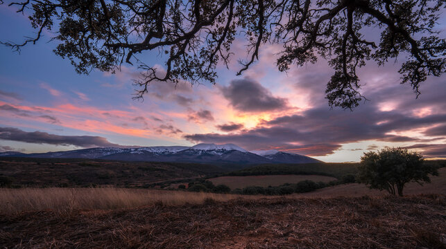 Moncayo nevado al atardecer y hojas de &aacute;rbol