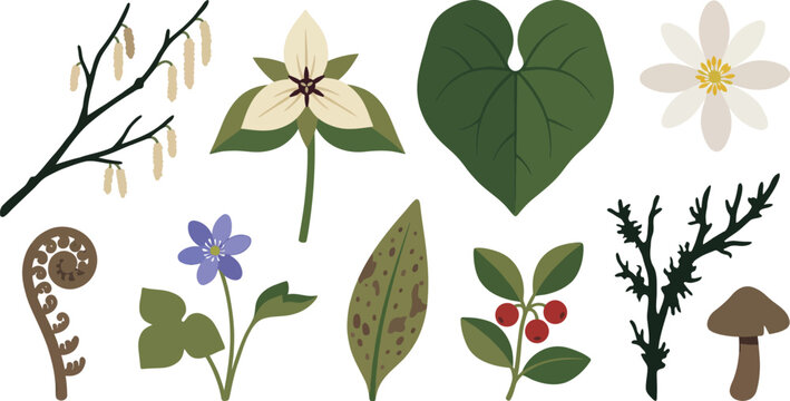Early spring forest edge botanicals flat vector pack with bare branch catkins trillium flower wild ginger leaf bloodroot bloom coiled fern sprout hepatica flower trout lily dotted leaf wintergreen 