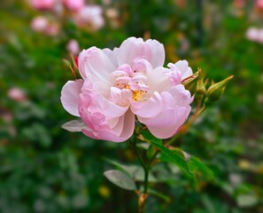 Obraz premium 白長春（ロサ・キネンシス・アルバ）淡いピンクと純白のバラ