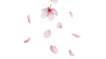 桜の花びらのパーツセット、透過背景素材、おしゃれな雰囲気