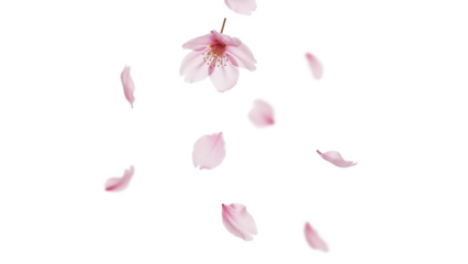 桜の花びらのパーツセット、透過背景素材、おしゃれな雰囲気