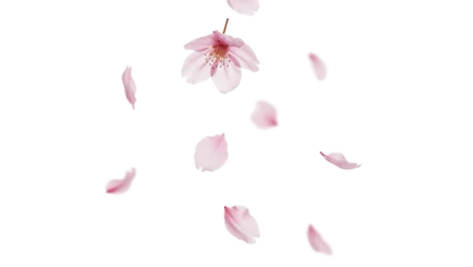 Fototapeten Kirschblüte 桜の花びらのパーツセット、透過背景素材、おしゃれな雰囲気  © nao